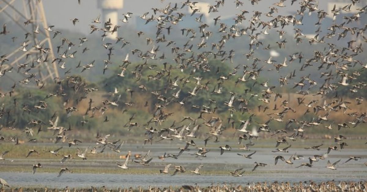 Navi Mumbai Airport: DGCA directs action against bird-attracting activities like animal slaughter